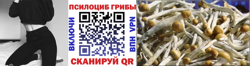 купить наркотик  Анива  Псилоцибиновые грибы Cubensis 